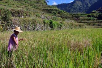 UN forum calls for overhaul of agrifood systems