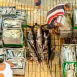 Fresh report warns fish fraud extends to one fifth of global catch