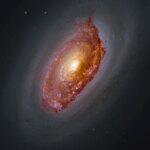 Hubble and Webb image of M64. A massive spiral galaxy glows with a yellow core, surrounded by arms full of orange-brown dust and pink and blue patches of star formation. Framed by a haze of dark dust, the galaxy shines against black space dotted with a few stars.