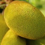 Which Place Is Known As The Jackfruit Capital Of India?