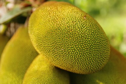 Which Place Is Known As The Jackfruit Capital Of India?