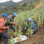 Myanmar: Opium crop hits 10-year high amid conflict and economic collapse