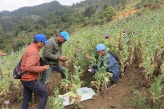 Myanmar: Opium crop hits 10-year high amid conflict and economic collapse