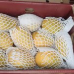 "Excellent Condition, Shelf Life": Singapore Praises Indian Banganapalle Mangoes Exported Via First Sea Shipment