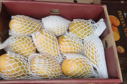 "Excellent Condition, Shelf Life": Singapore Praises Indian Banganapalle Mangoes Exported Via First Sea Shipment