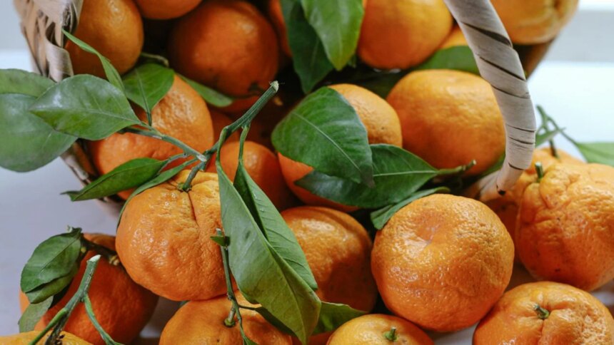 Sirsa Kinnow Gets GI Tag, Becomes Haryanas First Fruit With The Recognition