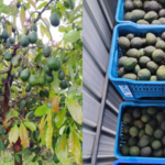Dr Shriram Nene Cheers Harsh Goenkas Hass Avocado Harvest, Says India Can Grow More Of Them