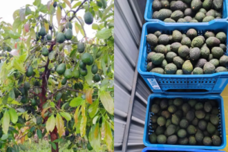 Dr Shriram Nene Cheers Harsh Goenkas Hass Avocado Harvest, Says India Can Grow More Of Them