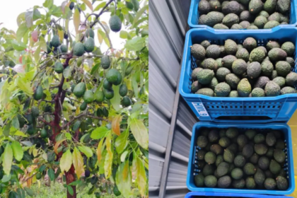 Dr Shriram Nene Cheers Harsh Goenkas Hass Avocado Harvest, Says India Can Grow More Of Them