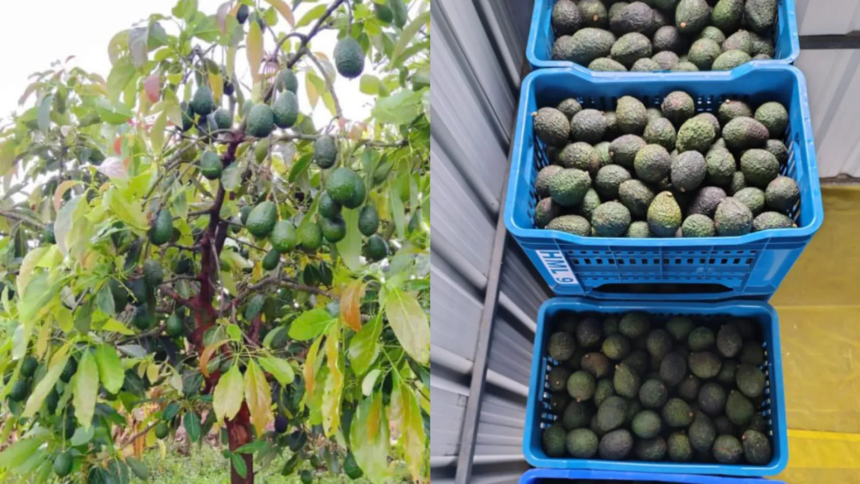 Dr Shriram Nene Cheers Harsh Goenkas Hass Avocado Harvest, Says India Can Grow More Of Them