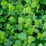 I Tried 5 Ways To Keep Coriander Fresh. Heres The One That Actually Worked