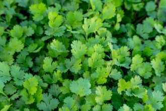 I Tried 5 Ways To Keep Coriander Fresh. Heres The One That Actually Worked