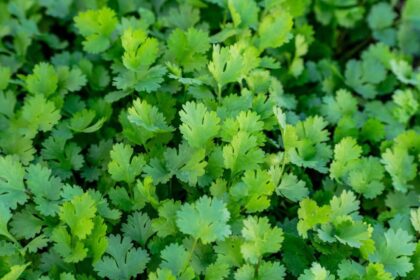 I Tried 5 Ways To Keep Coriander Fresh. Heres The One That Actually Worked