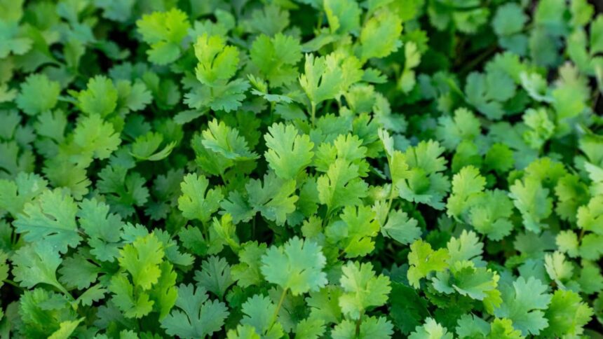 I Tried 5 Ways To Keep Coriander Fresh. Heres The One That Actually Worked