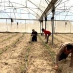 Gaza farmers battle to rebuild as WFP warns of West Bank settler violence