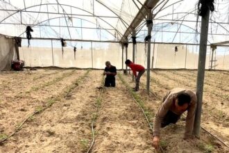 Gaza farmers battle to rebuild as WFP warns of West Bank settler violence