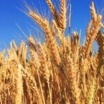 Why Jalandhar Is Known As The Granary Of India