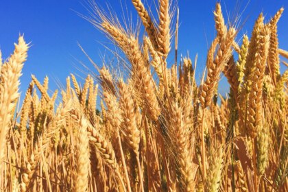 Why Jalandhar Is Known As The Granary Of India