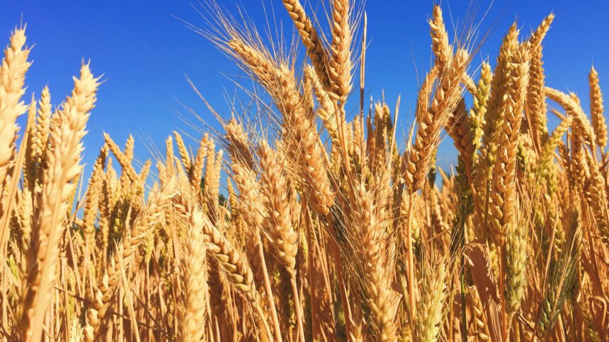 Why Jalandhar Is Known As The Granary Of India