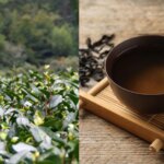 Worlds Most Expensive Tea That China Banned, Costs Rs 9 Crore/Kg