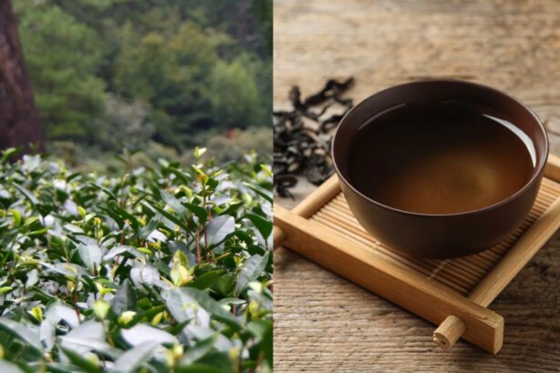 Worlds Most Expensive Tea That China Banned, Costs Rs 9 Crore/Kg
