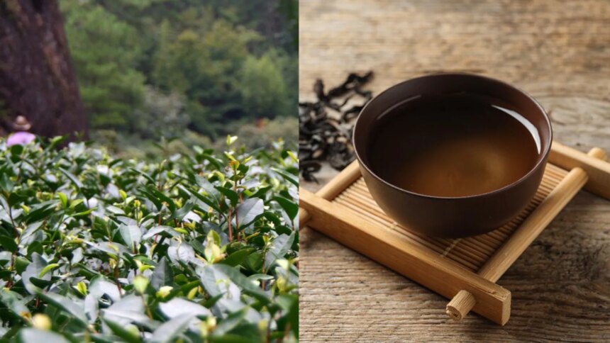 Worlds Most Expensive Tea That China Banned, Costs Rs 9 Crore/Kg