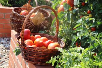 The Risks Of Waiting Too Long To Harvest Home Garden Vegetables - The Right Time And Techniques
