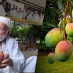How Indias Mango Man Grew More Than 300 Types Of Mangoes On Just One Tree