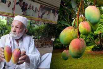 How Indias Mango Man Grew More Than 300 Types Of Mangoes On Just One Tree