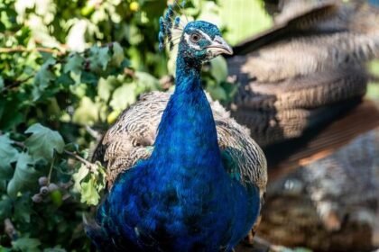 Peacock party takes pride of place in nod to decades of turbulent history