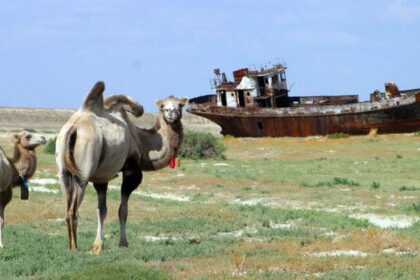 The grass beneath our feet: Why rangelands matter