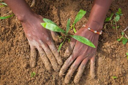 Land degradation is costing far more than restoring: UN deputy chief