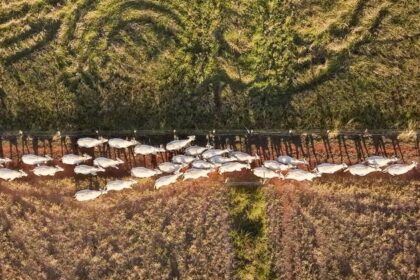 Land models sprout as degradation threatens billions of livelihoods