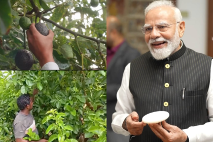 PM Modis New Video Puts The Spotlight On Avocado And Its Rising Popularity