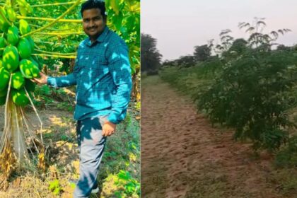 Maharashtra Man Quit Corporate Life In The US, Built A Rs 36 Lakh Moringa Farming Business