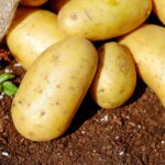 These Simple Habits Can Stop Potatoes From Sprouting Early And Last Longer