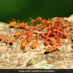 In Odisha, People Collect Red Ants From Trees To Make This Chutney