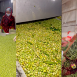 How Do Frozen Green Peas Reach The Packets We Buy? Video Explains