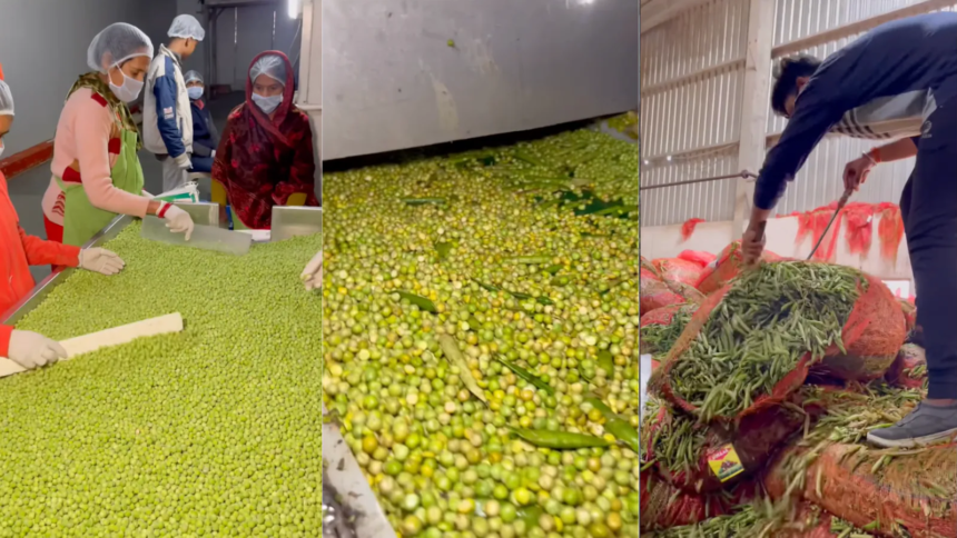 How Do Frozen Green Peas Reach The Packets We Buy? Video Explains