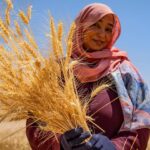 Sudan’s farmers are ready to return – private investment could get them there