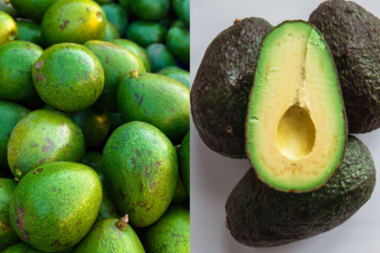 Is Hass Creamier Than Indian Avocado? Taste, Texture, And More Explained