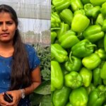 MBA Graduate Left Her Corporate Job To Start Capsicum Farming, Now Earns Rs 4 Crore