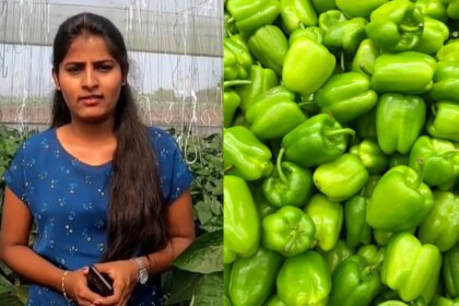MBA Graduate Left Her Corporate Job To Start Capsicum Farming, Now Earns Rs 4 Crore