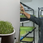 This Banker Quit His Job To Grow Microgreens, Turned It Into A Rs 5 Lakh Monthly Business