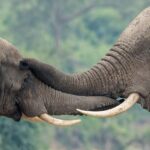 Uganda’s UN-supported wildlife forensics lab turns ivory seizures into convictions