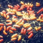 ‘No plague case’ in Siberia, Russia tells WHO as assessments continue