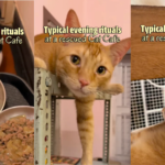 Video: This Kolkata Cafe Lets You Sip Coffee With 30+ Rescued Cats