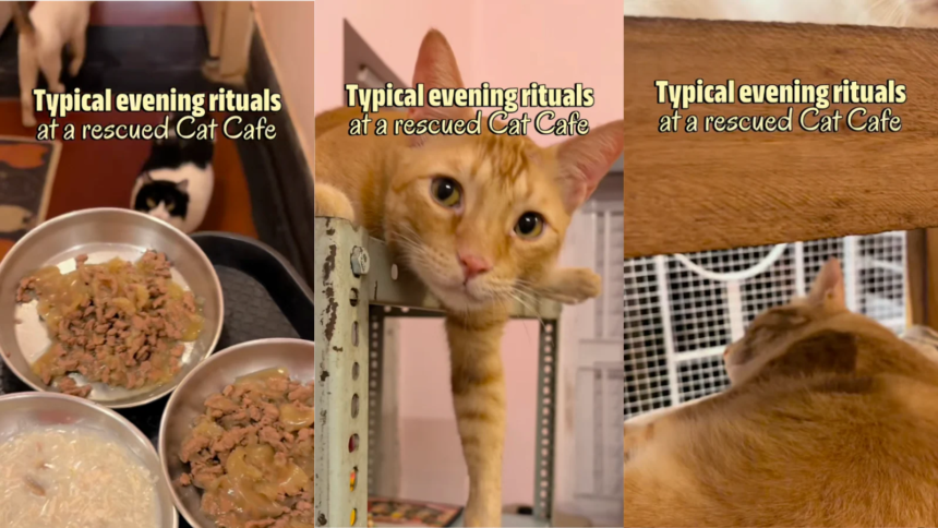 Video: This Kolkata Cafe Lets You Sip Coffee With 30+ Rescued Cats