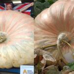 Worlds Heaviest Pumpkin Weighs 1,295 Kg, More Than A White Rhino