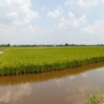 In the Mekong Delta, a push to grow food with saltwater